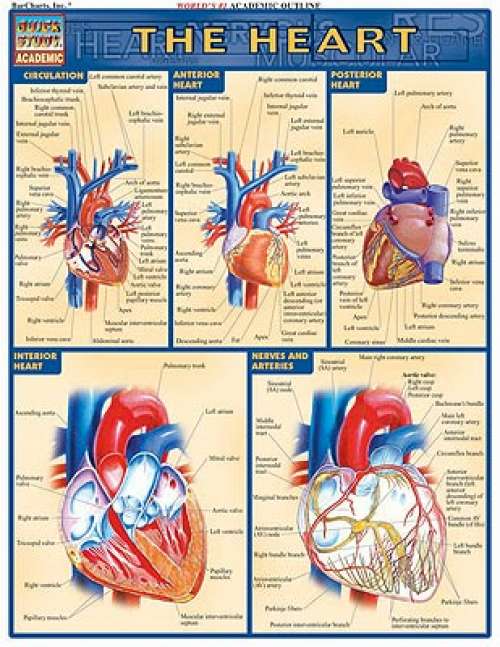 Quick Study Guides: Heart