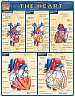 Quick Study Guides: Heart