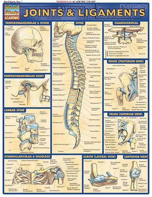 Quick Study Guides: Joints and Ligaments