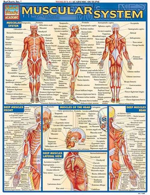 Quick Study Guides: Muscular System