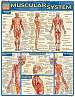 Quick Study Guides: Muscular System