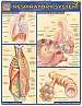 Quick Study Guides: Respiratory System