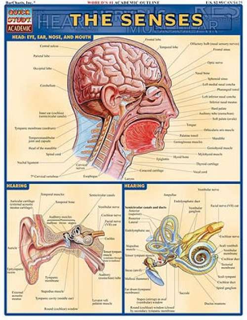 Quick Study Guides: Senses