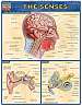 Quick Study Guides: Senses