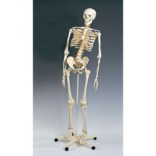 Mr. Flexible Skeleton