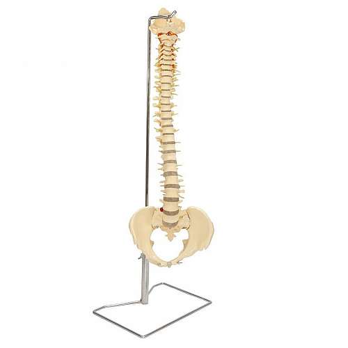 Budget Vertebral Column