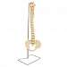 Budget Vertebral Column