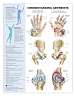 Understanding Arthritis