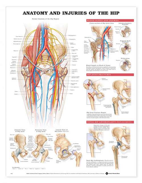 Anatomy and Injuries of The Hip