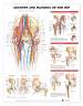 Anatomy and Injuries of The Hip