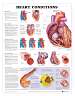 Heart Conditions
