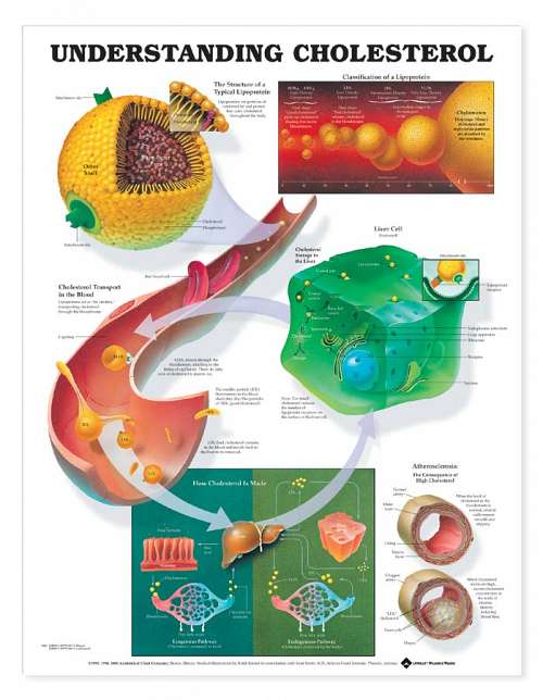 Understanding Cholesterol