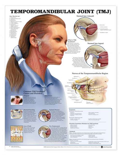 Temporomandibular Joint (TMJ)