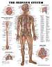 The Nervous System