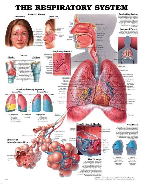 The Respiratory System