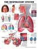 The Respiratory System