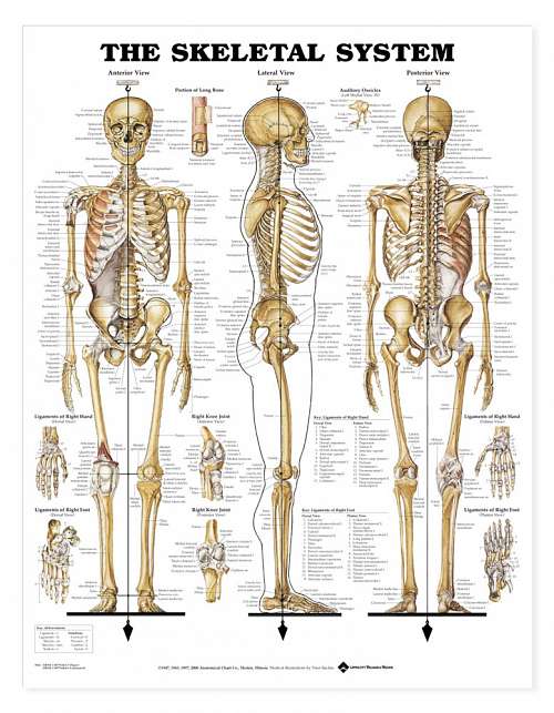 The Skeletal System