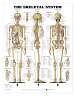 The Skeletal System