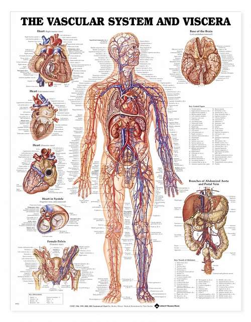 The Vascular System and Viscera
