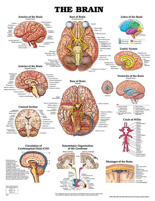 The Brain