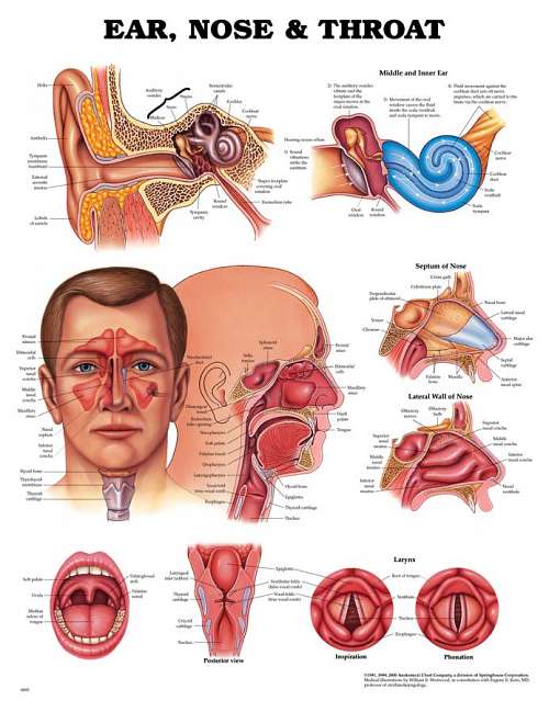 Ear, Nose, and Throat