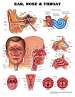 Ear, Nose, and Throat