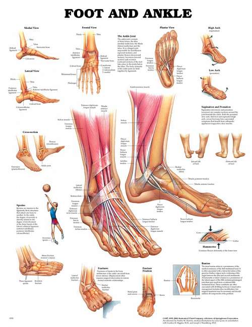Foot and Ankle