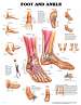 Foot and Ankle
