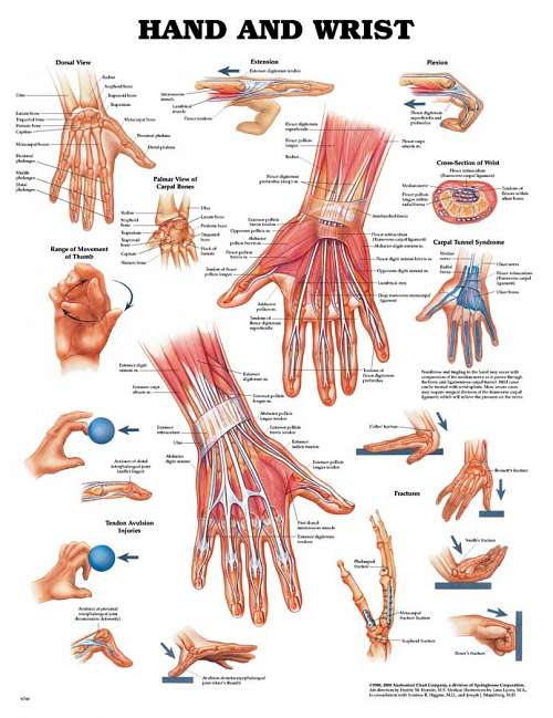Hand and Wrist