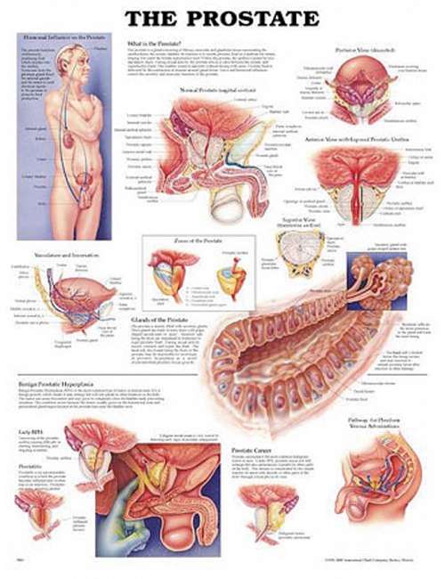The Prostate