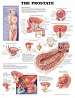 The Prostate