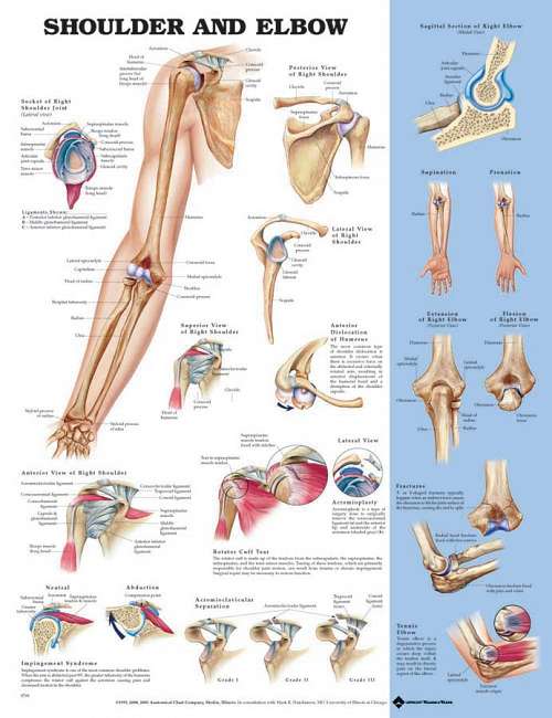 Shoulder and Elbow
