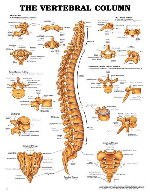 The Vertebral Column