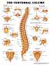 The Vertebral Column