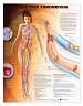 Deep Vein Thrombosis