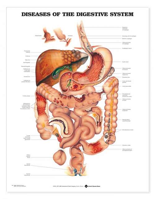 Diseases of the Digestive System