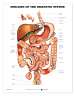 Diseases of the Digestive System