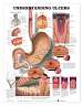Understanding Ulcers