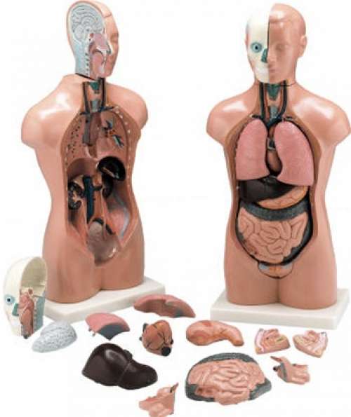 Budget Peter/Petra Torso