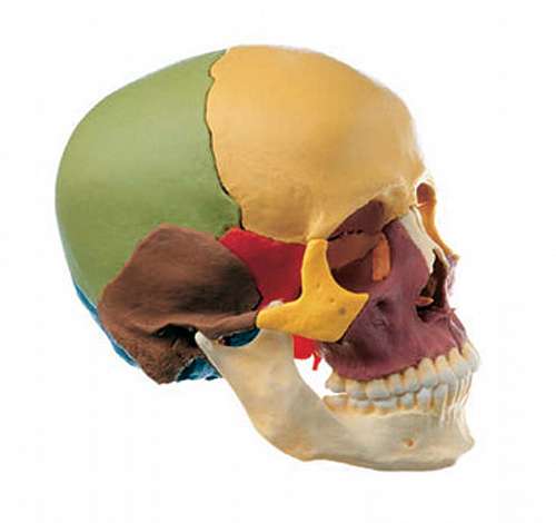 Snap Together 14 Part Skull