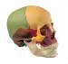 Snap Together 14 Part Skull