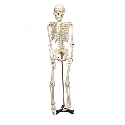 Mr. Thrifty Skeleton