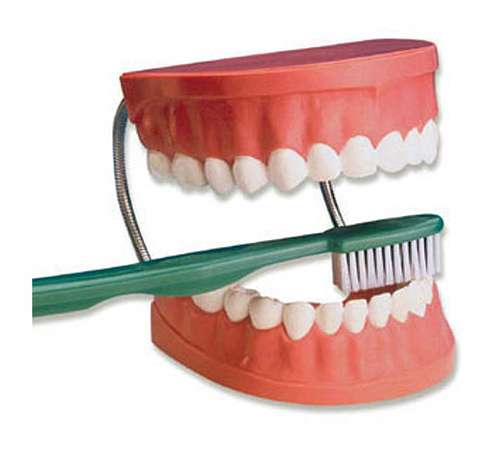 Giant Tooth Brushing Model