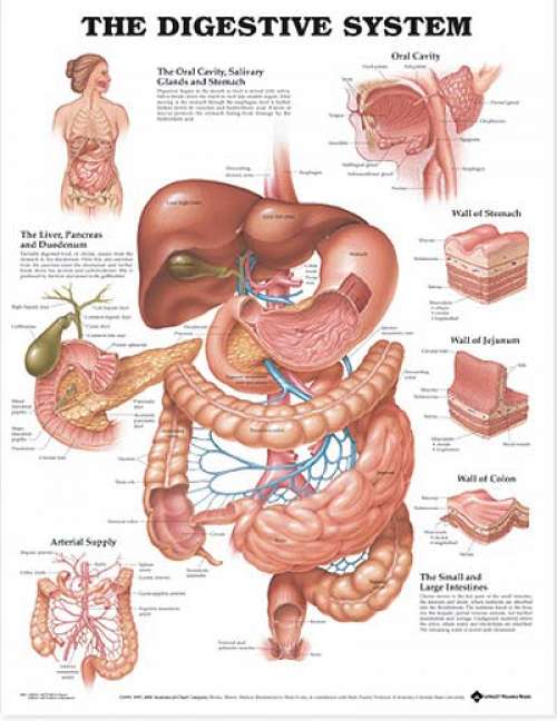 The Digestive System