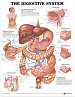 The Digestive System