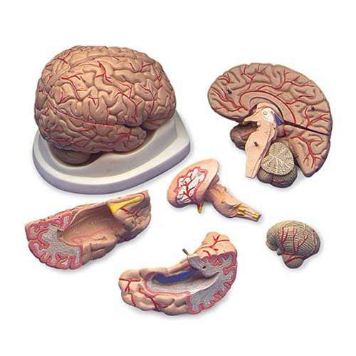 Budget Brain With Arteries Model