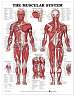 The Muscular System Anatomical Chart