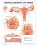 The Female Reproductive System Anatomical Chart