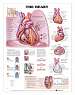 The Heart Anatomical Chart