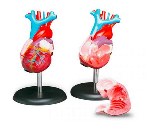 Budget Life-Size Heart Model
